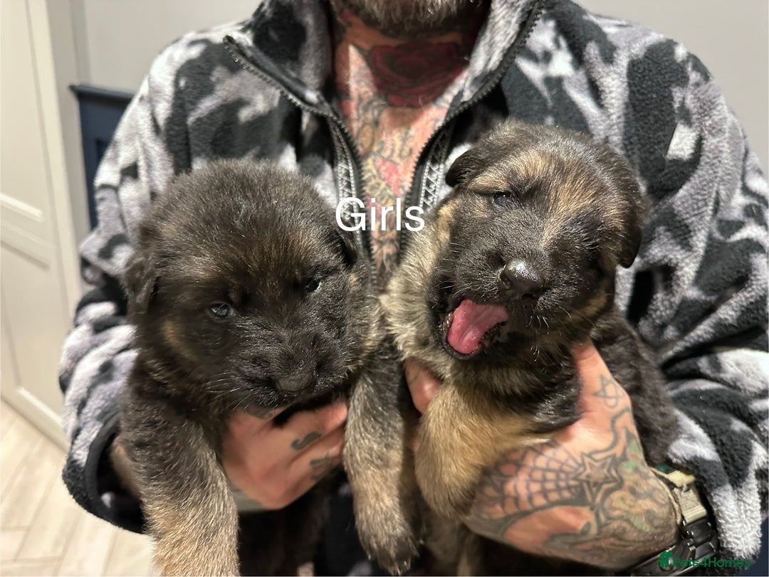 German Shepherd dogs for sale: Beautiful purebred German shepherd puppies - Image 15
