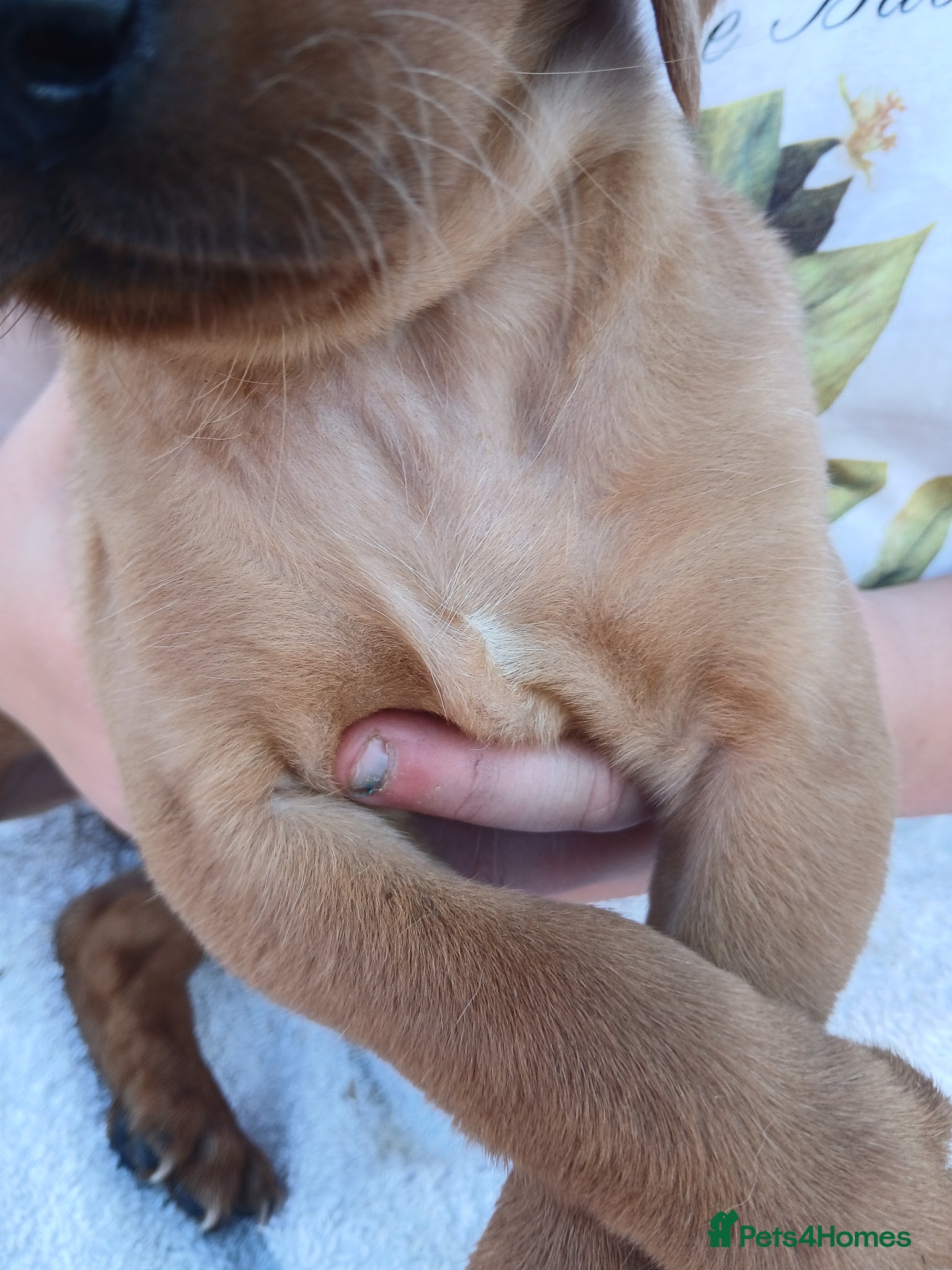 Labrador Retriever dogs for sale: Fabulous litter of golden and fox red lab puppies. - Advert 16