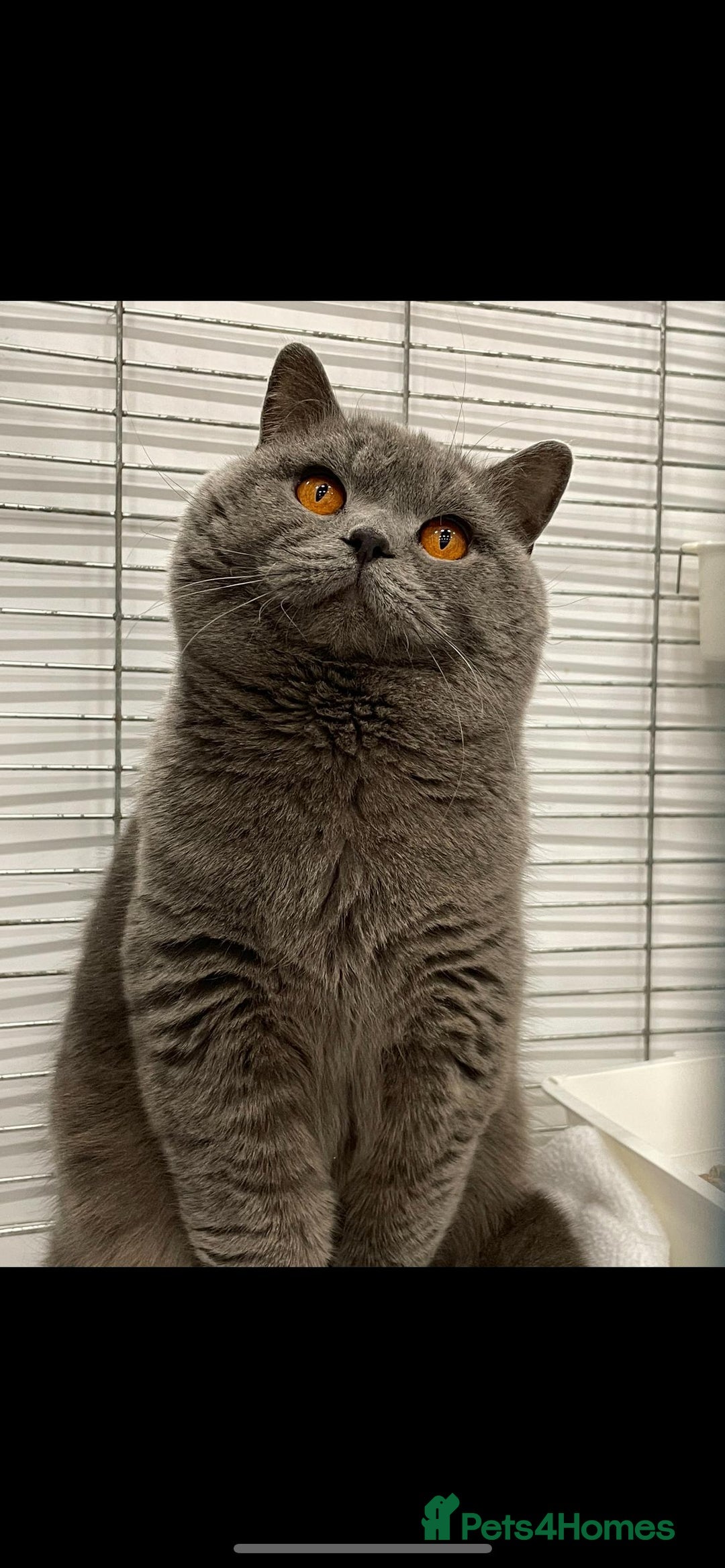 British Shorthair cats for stud: Blue n lilac copper eyed/ Quality PROVEN STUDS - Advert 4