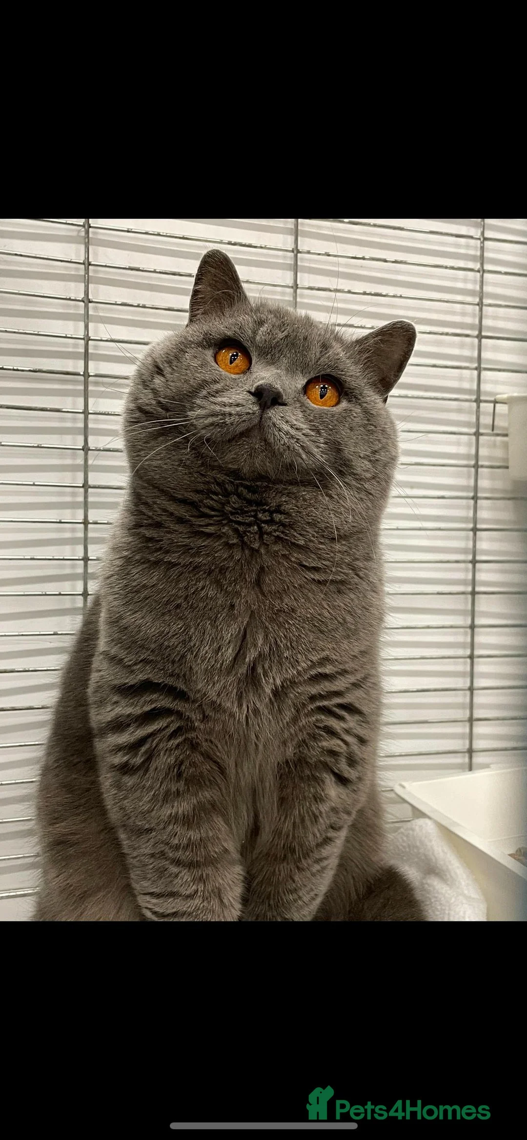 British Shorthair cats for stud: Blue n lilac copper eyed/ Quality PROVEN STUDS - Advert 4