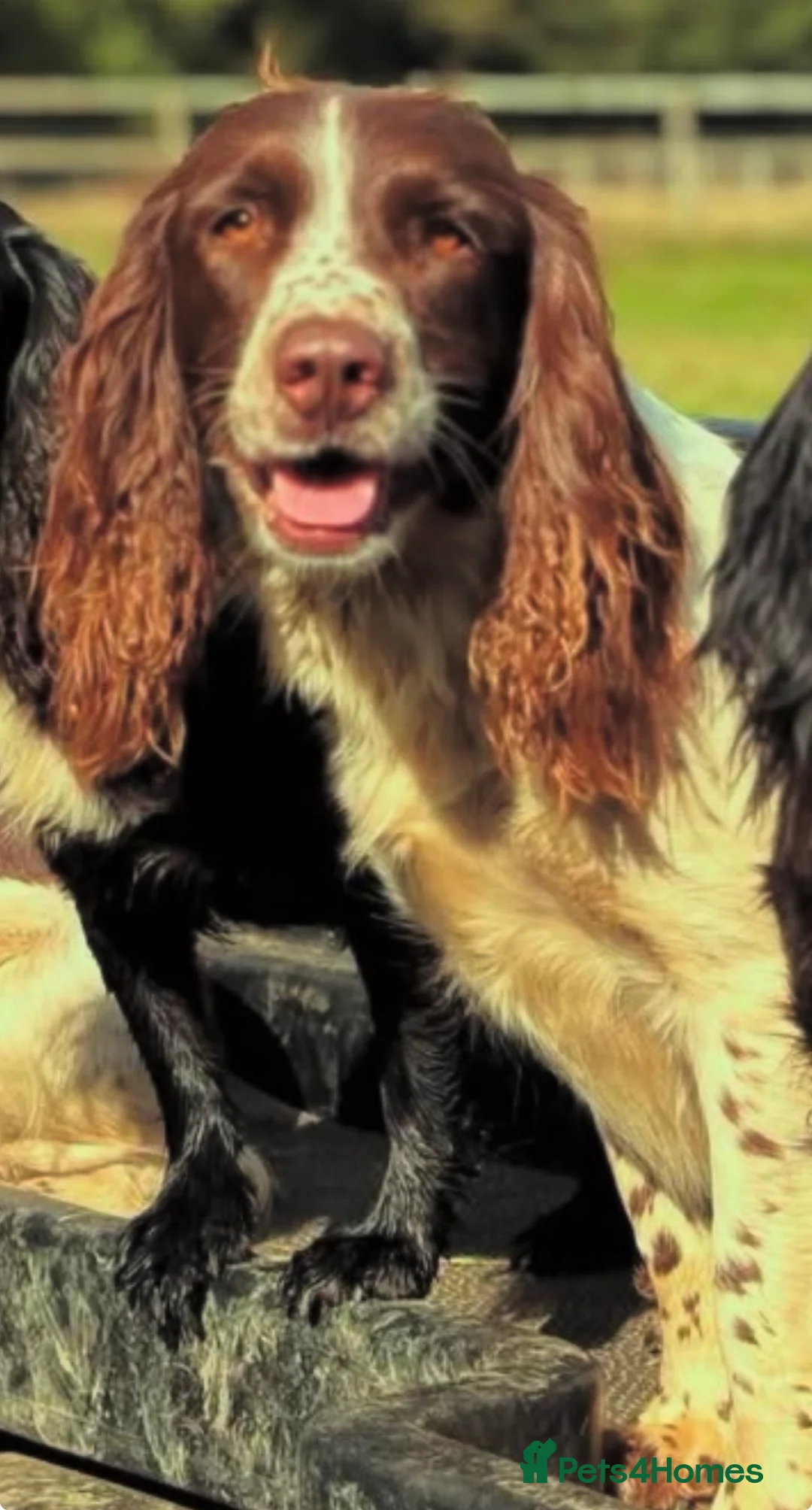 English Springer Spaniel dogs for sale: Floss - 4YO English Springer Spaniel - Advert 1