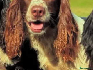 English Springer Spaniel dogs Floss - 4YO English Springer Spaniel - Advert 7