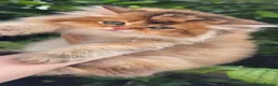 British Shorthair cats for sale:  ✨ Golden British Longhair Female ✨ - Advert 4