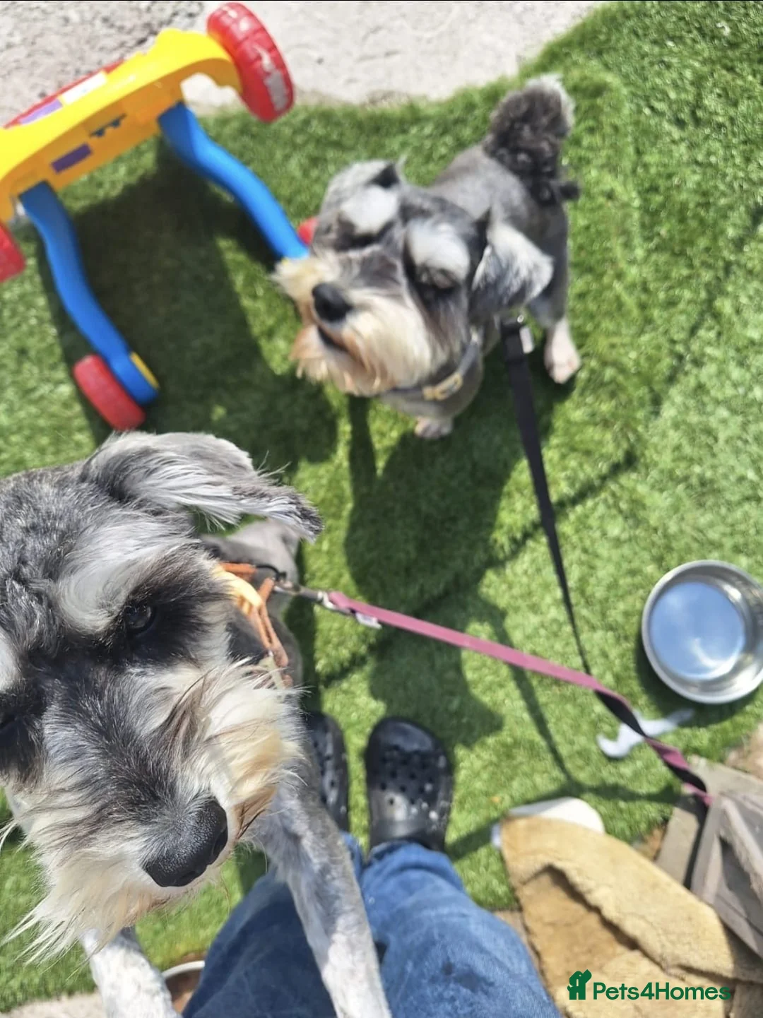 Miniature Schnauzer dogs for sale: Two miniature schnauzers  in Preston - Advert 7