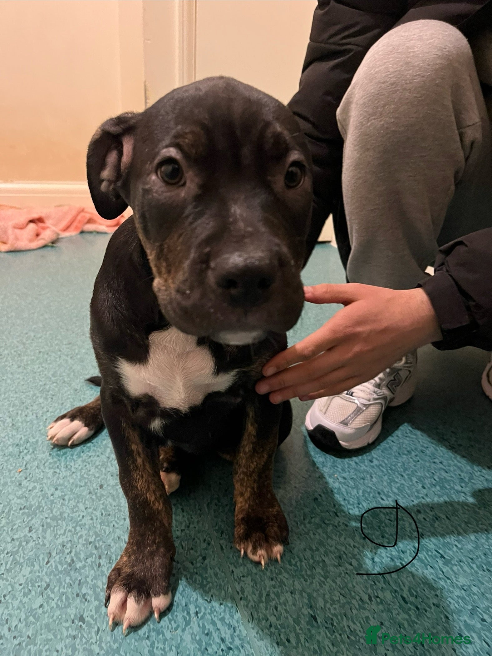 Mixed Breed dogs Beautiful chunky puppies 😍 - Advert 5