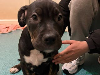 Mixed Breed dogs Beautiful chunky puppies 😍 - Advert 5