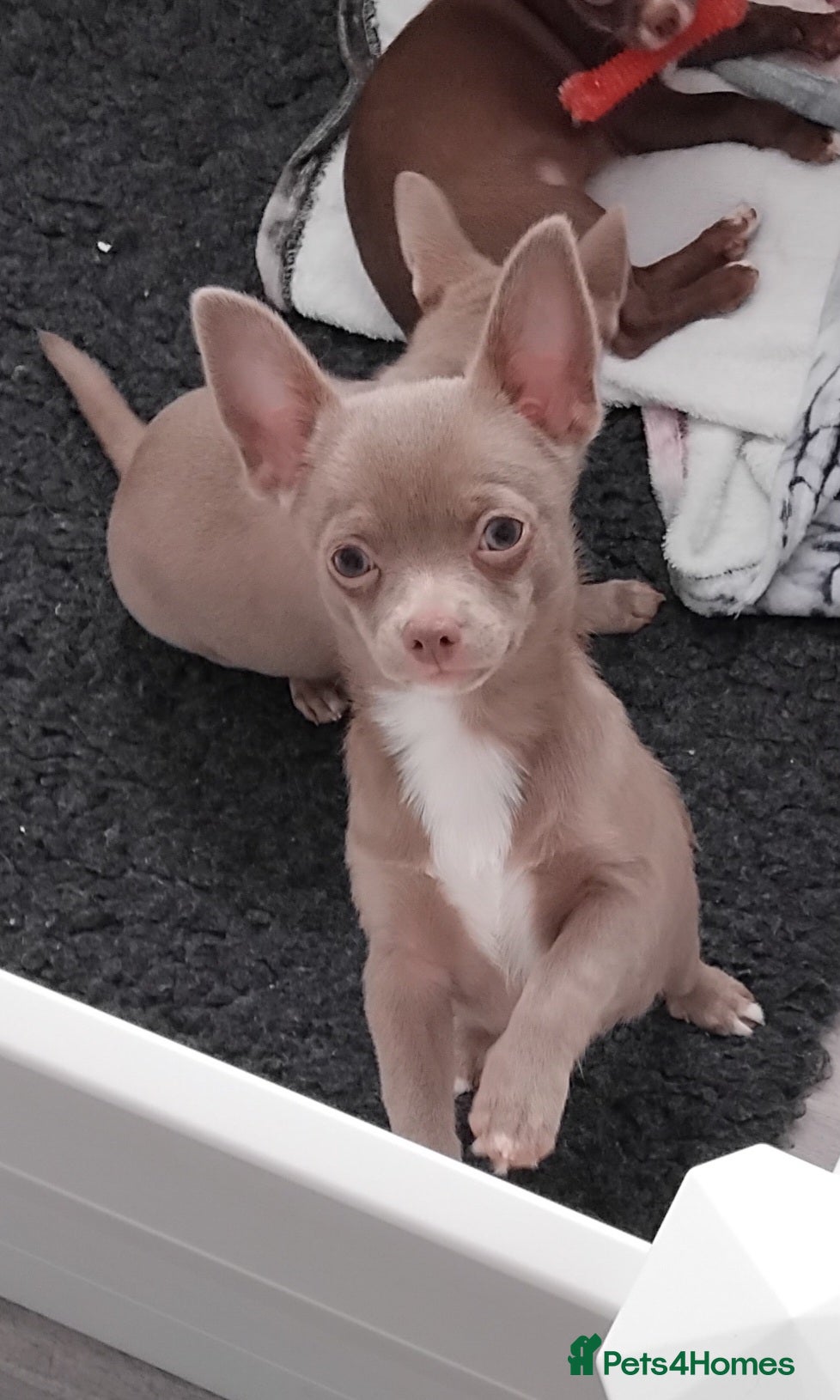 Chihuahua dogs chihuahuas smooth coat  £1000 !! boy ready now - Advert 2