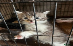 Maine Coon cats for sale: Maine coon kittens  - Image 6