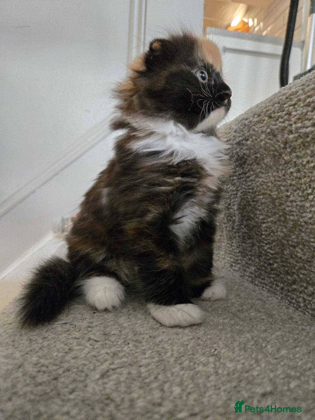 Scottish Fold cats for sale: 💖 Gorgeous Calico Scottish Fold Kitten 💖 - Image 6