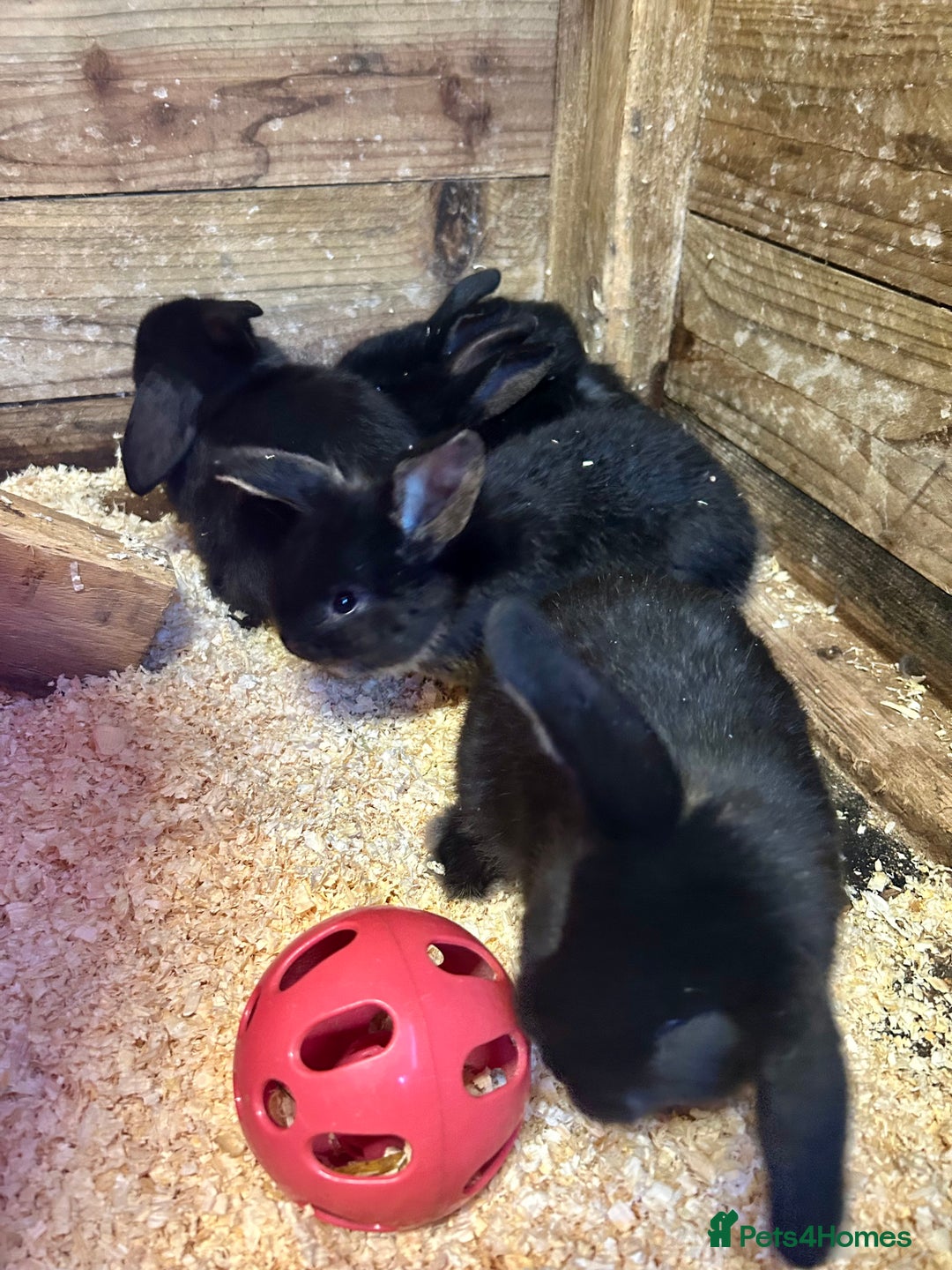 French Lop rabbits for sale: Mini French Lop Babies  - Advert 5