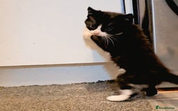 American Curl cats for sale: Amarican Curl Kitten  - Image 4