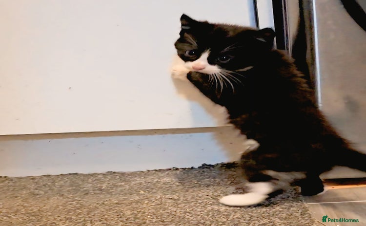 American Curl cats - Advert 1