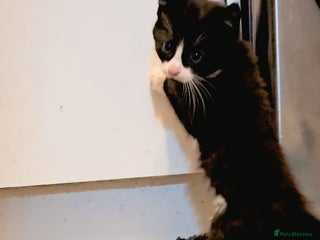 American Curl cats - Advert 2