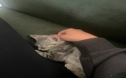 British Shorthair cats for sale: Beautiful 11 week old kitten  - Image 3