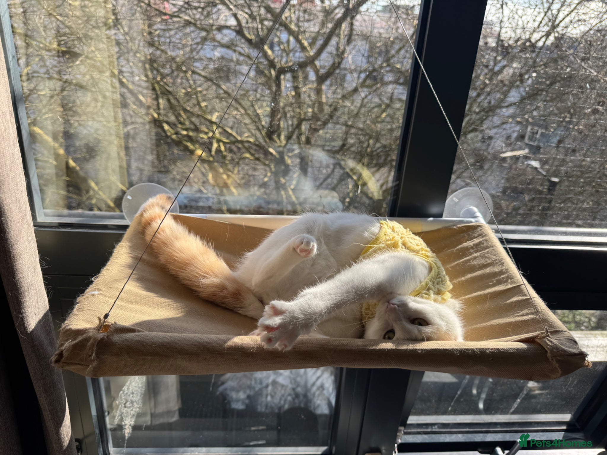 Domestic Shorthair cats Calico Kewpie looking for a new home - Advert 1