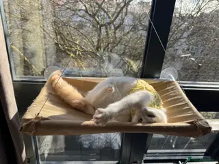 Domestic Shorthair cats Calico Kewpie looking for a new home - Advert 1