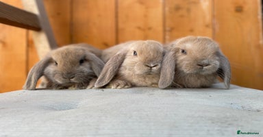 Mini Lop rabbits - Advert 3