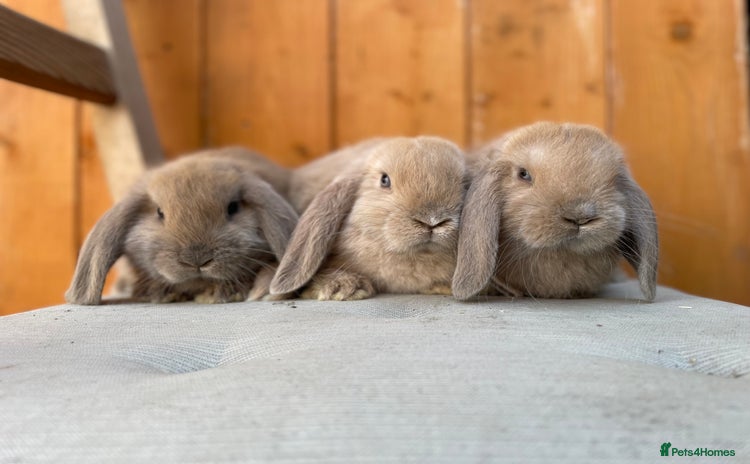 Mini Lop rabbits - Advert 2
