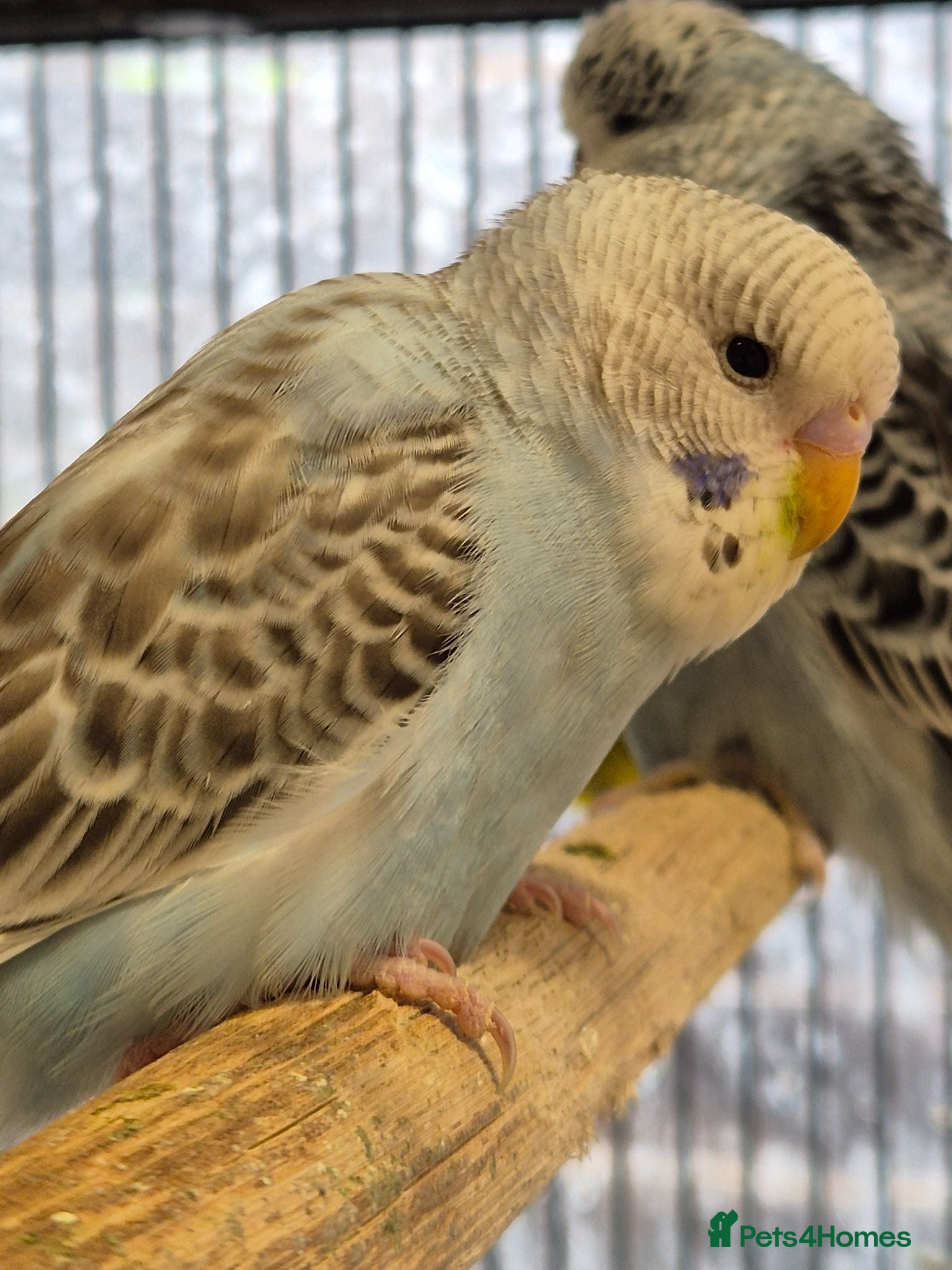 Budgerigars birds Hen tamed sky blue opaline - Advert 1