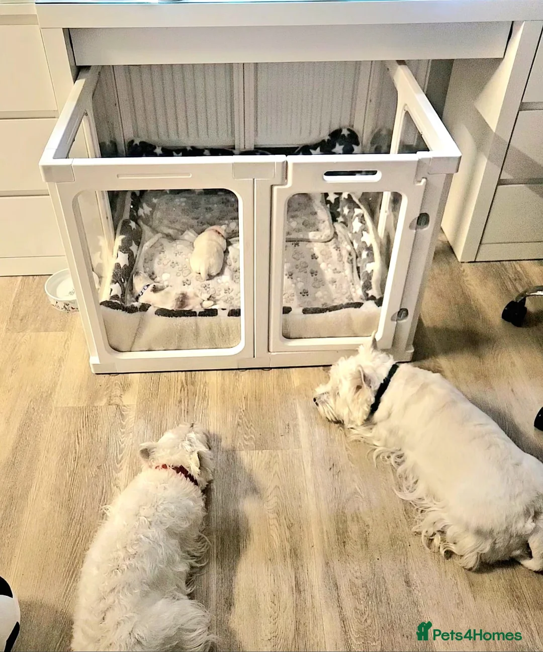 West Highland Terrier dogs for stud: Kennel registered westie for stud in Hounslow - Advert 9