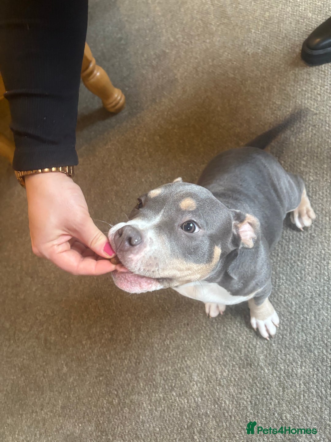 American Bully dogs for sale: Blue & lilac tri pocket bully’s  - Advert 18