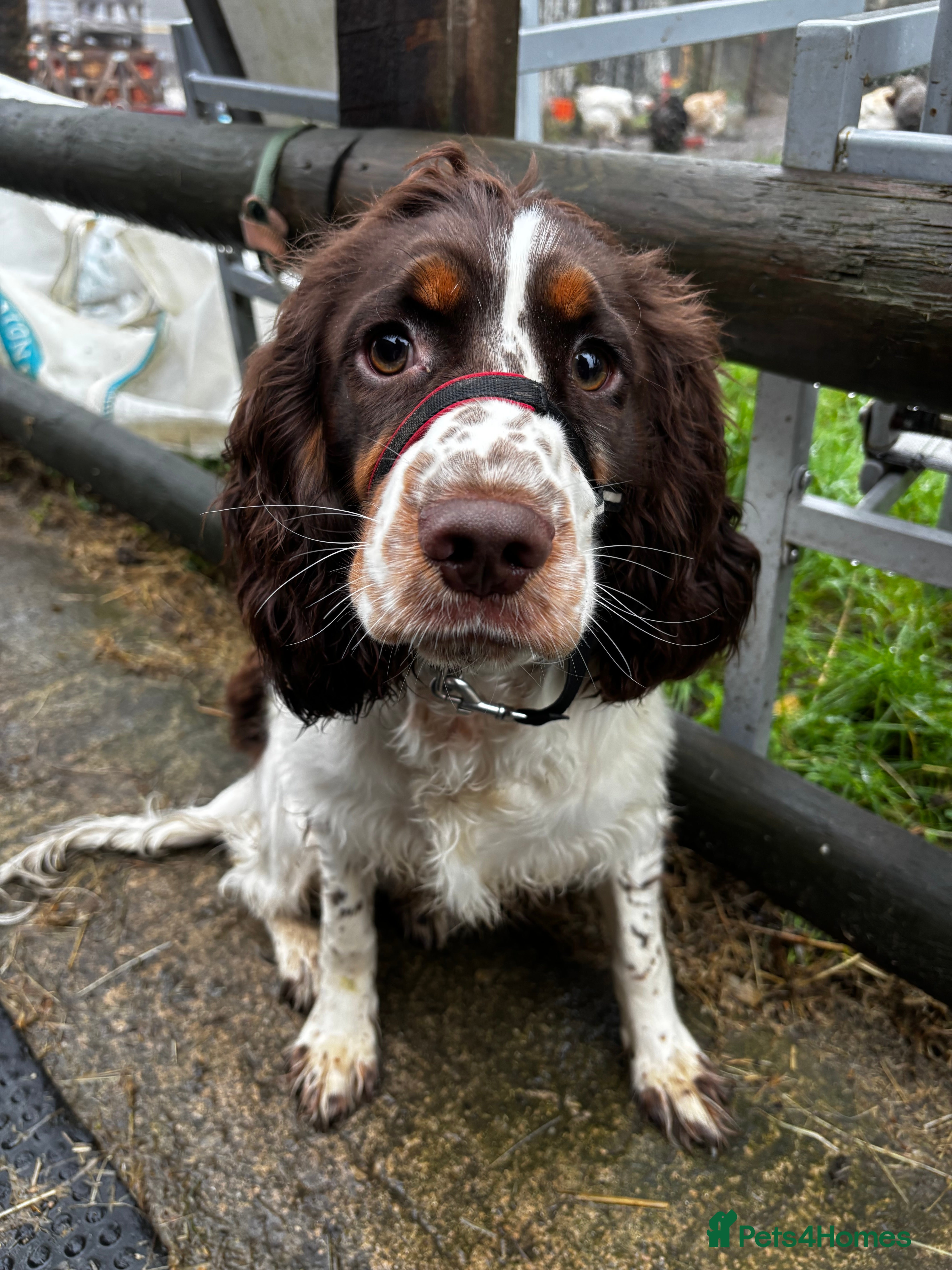 Cocker Spaniel dogs 8 month old Trained Spaniel  - Advert 1