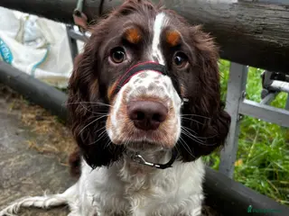 Cocker Spaniel dogs 8 month old Trained Spaniel - Advert 3