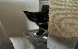 Mixed Breed cats for sale: Kittens - Image 2