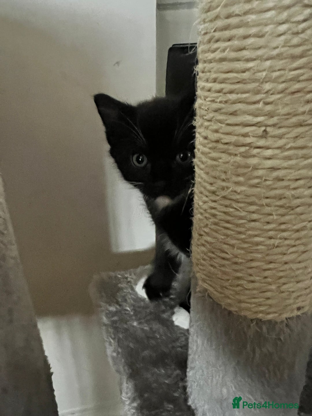 Mixed Breed cats for sale: Kittens - Image 2