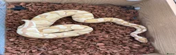 Python Snake reptiles for sale: X2 Ball Pythons in Waterlooville - Advert 11