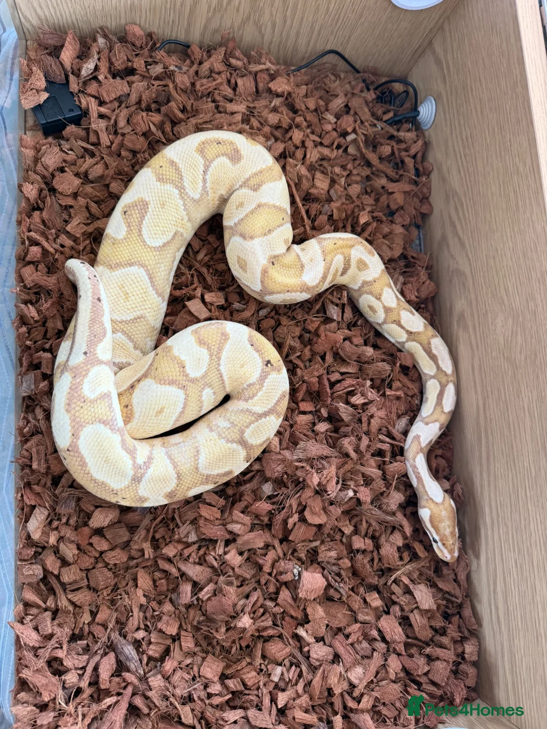 Python Snake reptiles for sale: X2 Ball Pythons in Waterlooville - Advert 11