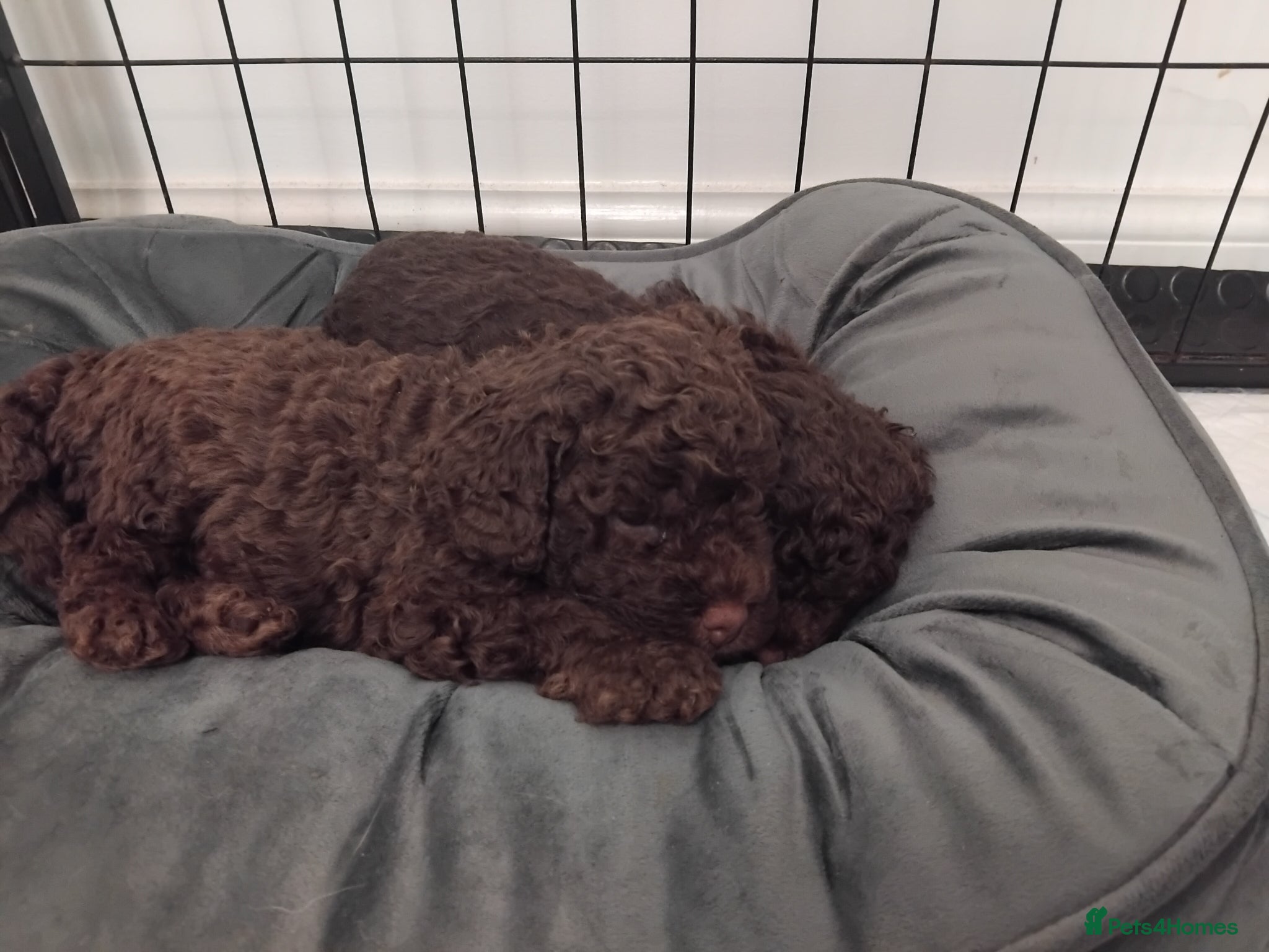 Cockapoo dogs Cockapoo F2b last one left - Advert 14