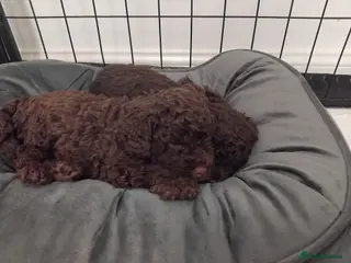Cockapoo dogs Cockapoo F2b last one left - Advert 5