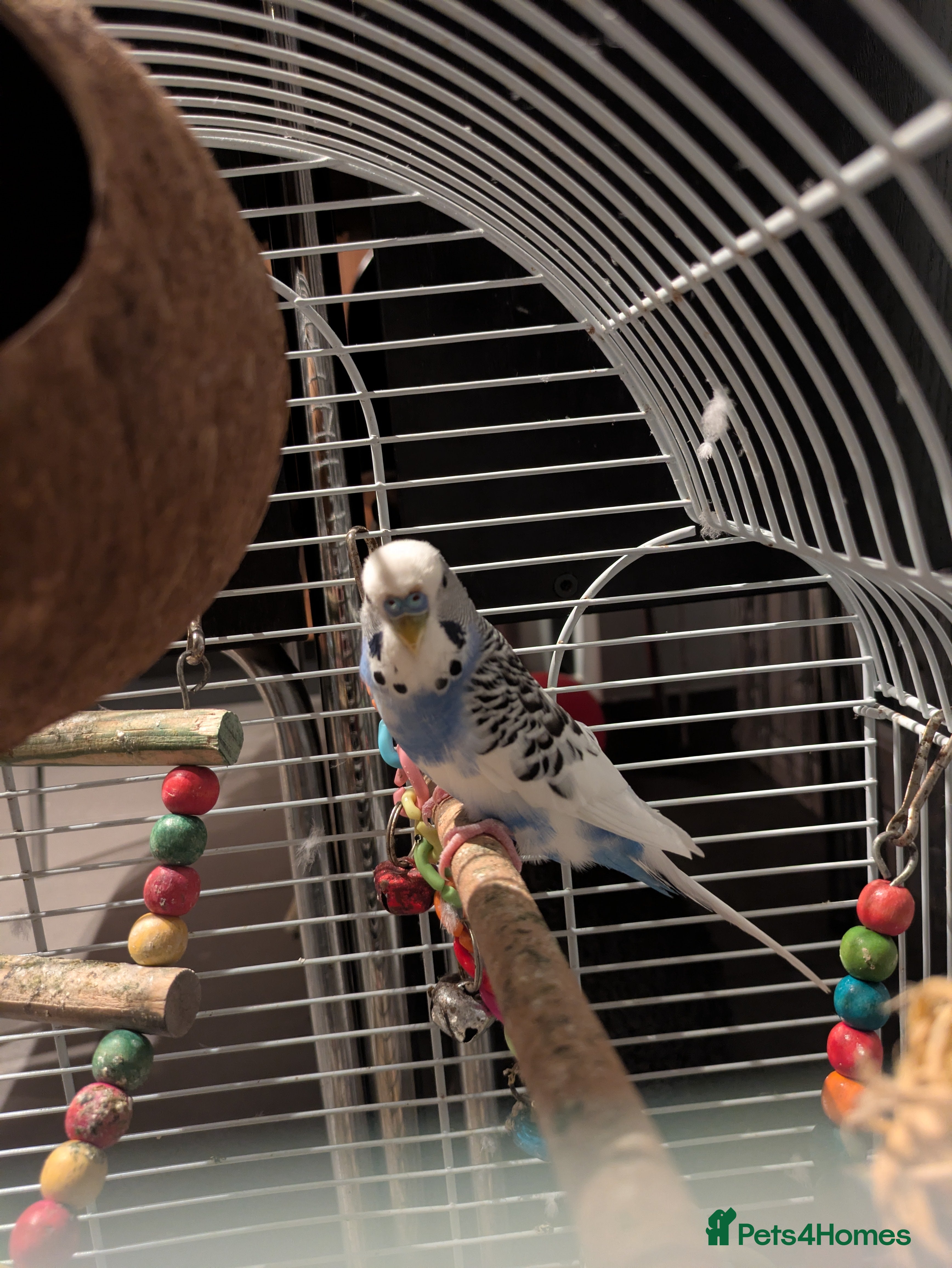 Budgerigars birds Blue budgie and cage for sale - Advert 1