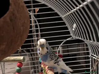 Budgerigars birds Blue budgie and cage for sale - Advert 1