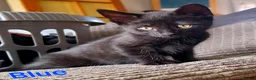 Domestic Shorthair cats for sale: ×2 Black (M) Kittens fully vax flead and dewormed - Advert 15
