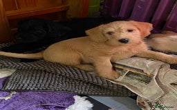 Mixed Breed dogs for sale: Schnoodle cockerpoo schnauzer  - Image 9