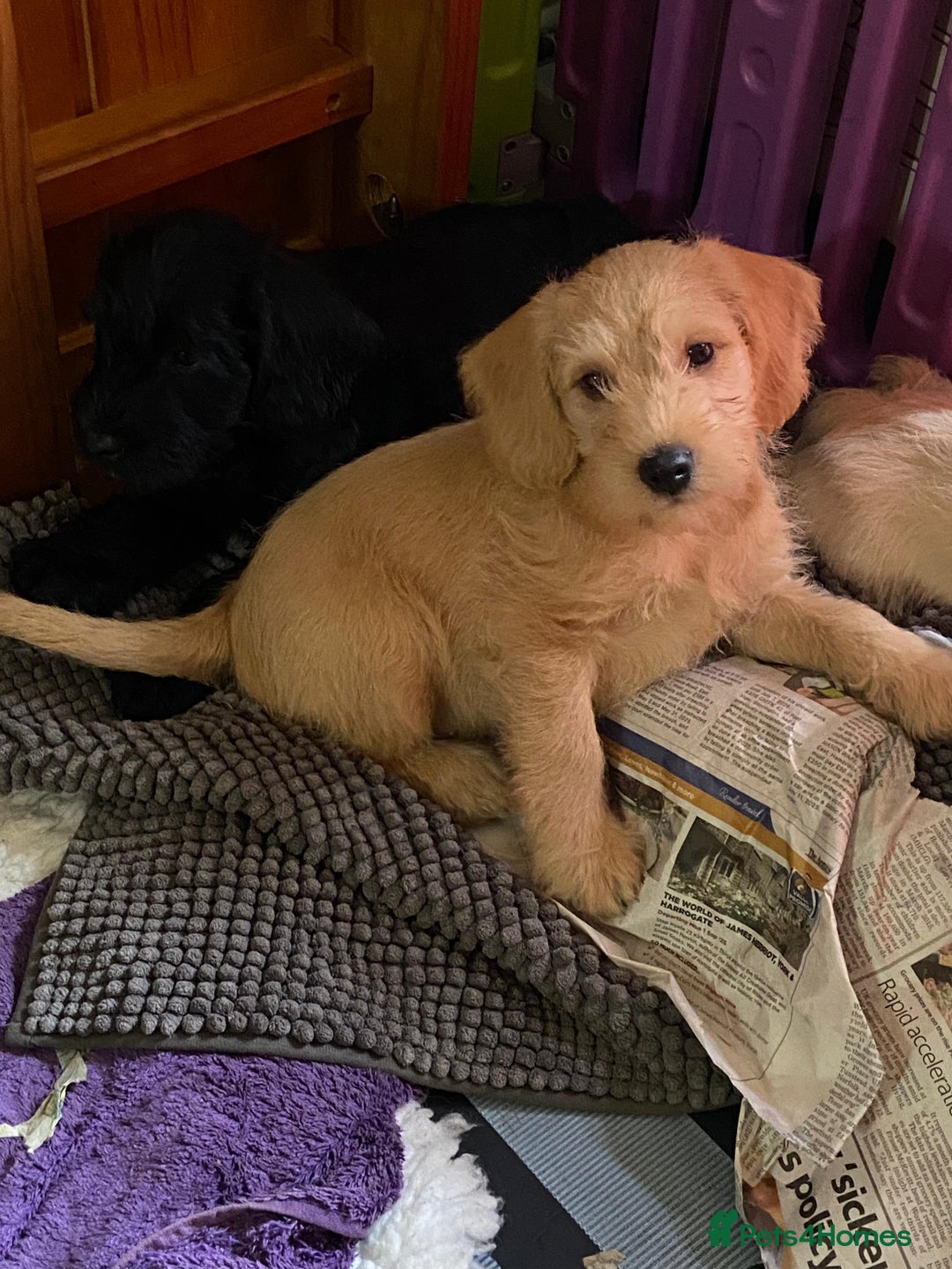 Mixed Breed dogs for sale: Schnoodle cockerpoo schnauzer  - Image 9