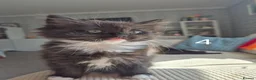British Longhair cats for sale: Litter of 6 kittens - Advert 24