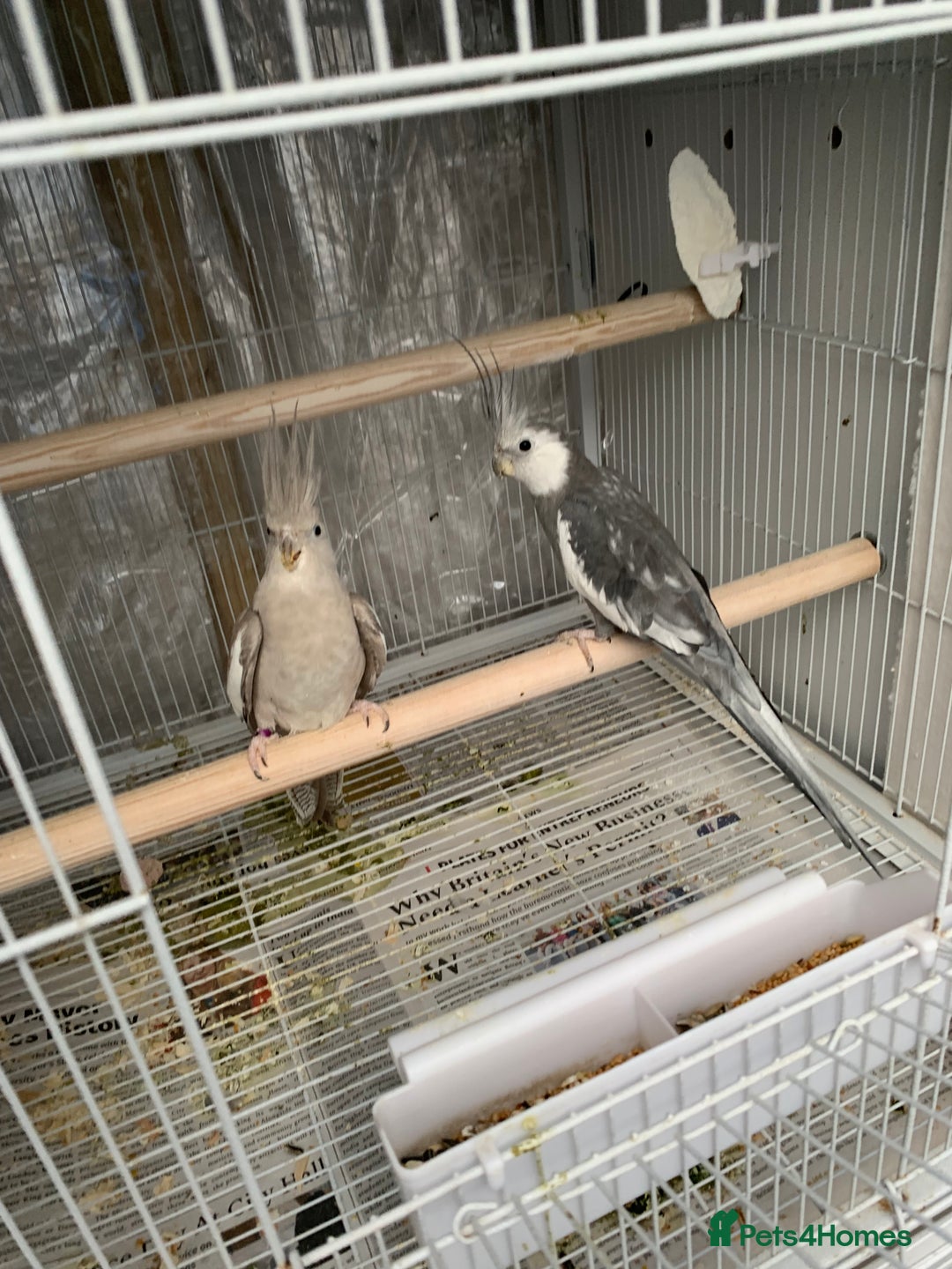 Cockatiels birds for sale: Cockatiels - Advert 3