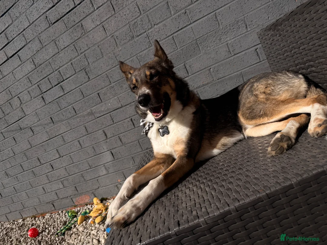 Mixed Breed dogs for sale: Female German shephard x husky age 2 - Advert 10