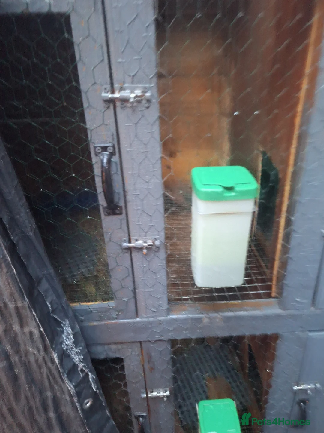 Mixed Breed rabbits for sale: New Zealand cross Californian rabbits Colony - Advert 23