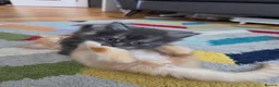 Maine Coon cats for sale: Gorgeous Playful Maine Coon x Ragdoll Mix Kittens - Advert 9