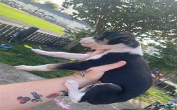 Lurcher dogs for sale: Eight gorgeous mix breed pups - Image 18