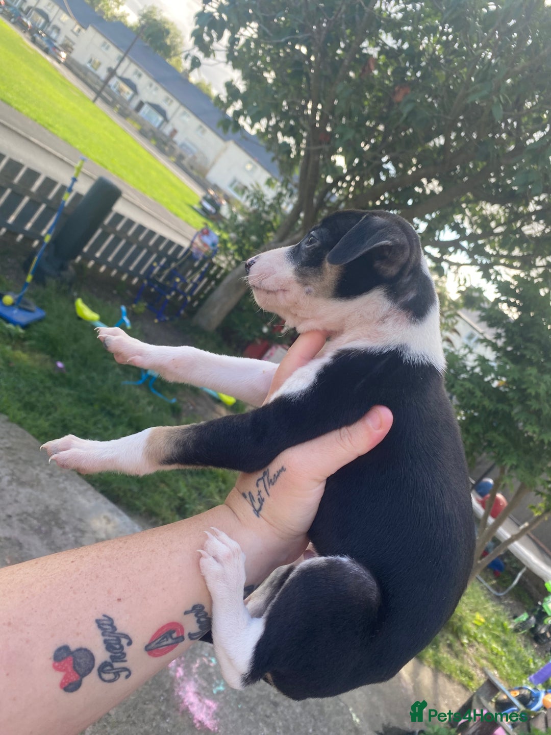 Lurcher dogs for sale: Eight gorgeous mix breed pups - Image 18