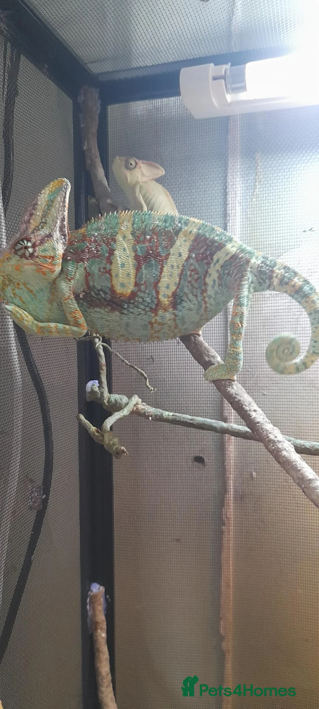 Chameleon reptiles for sale: Veiled chameleons  - Advert 1