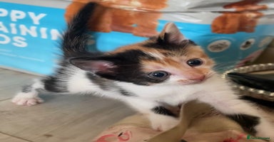 Mixed Breed cats - Advert 15