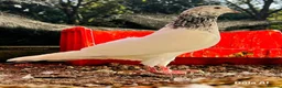 Mixed Breed birds for sale: High flyer pigeon in Chelmsford - Advert 3