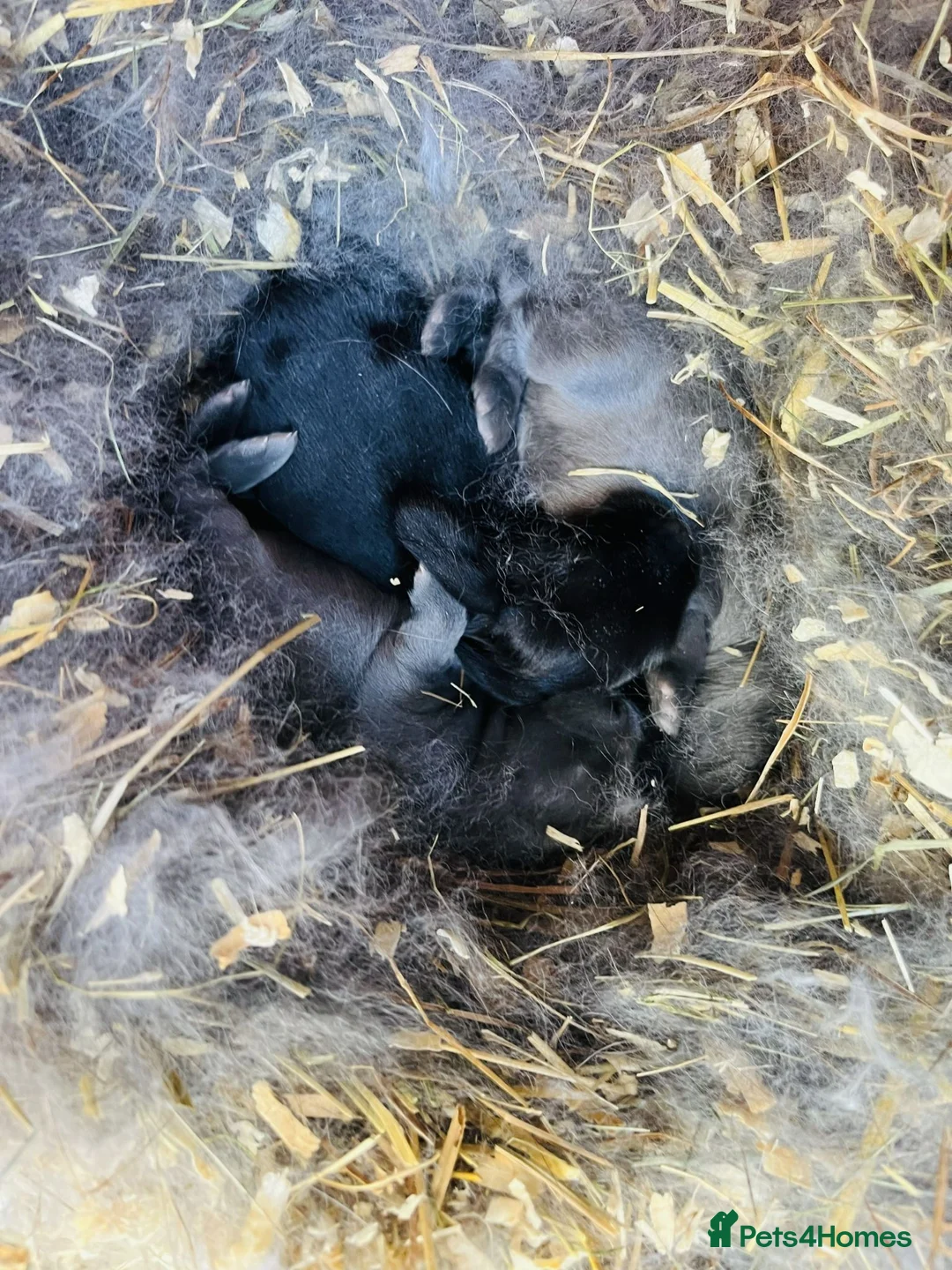 Mini Lop rabbits for sale: Mini lop rabbits in Nottingham - Advert 2