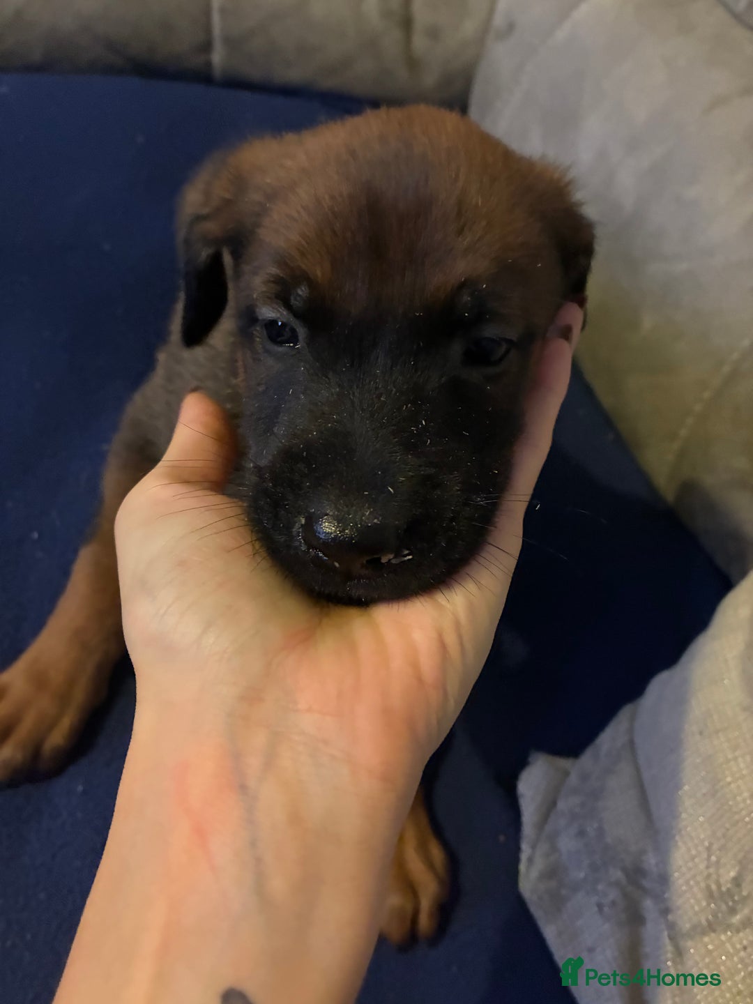 Mixed Breed dogs for sale: Doberman X Malanois  - Image 2